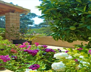 Flowers in Veranda